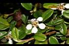 玉山舖地蜈蚣-花15.JPG