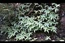 玉山茀蕨03.JPG