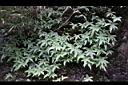 玉山茀蕨04.JPG
