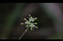 玉山茴芹-花00.JPG