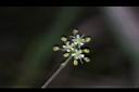 玉山茴芹-花04.JPG