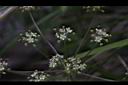 玉山茴芹-花05.JPG