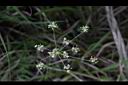 玉山茴芹-花序7.JPG