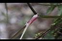 玉山茴芹-葉鞘1.JPG