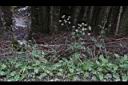 玉山茴芹06.JPG