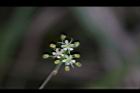 玉山茴芹-花01.JPG