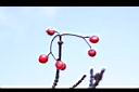玉山莢迷-紅實12.JPG