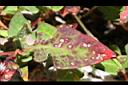 玉山蓼-紅葉02.jpg