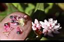 玉山蓼-花-種子02.jpg