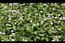 玉山蓼-花04.jpg
