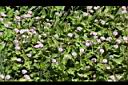 玉山蓼-花05.jpg