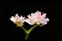 玉山蓼-花25.JPG