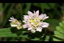 玉山蓼-花26.JPG