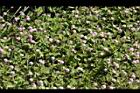 玉山蓼-花03.jpg