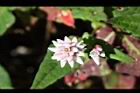 玉山蓼-花13.jpg