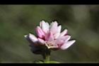 玉山蓼-花18.jpg