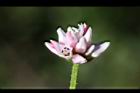 玉山蓼-花21.jpg