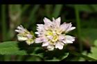 玉山蓼-花27.JPG