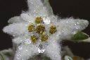 玉山薄雪草-花10.jpg