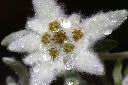 玉山薄雪草-花11.jpg