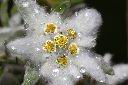 玉山薄雪草-花12.jpg