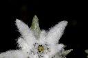 玉山薄雪草41.JPG