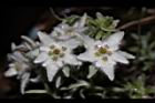 玉山薄雪草-花02.JPG