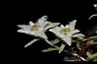玉山薄雪草-花04.JPG