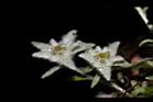 玉山薄雪草-花05.JPG