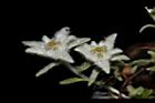 玉山薄雪草-花06.JPG