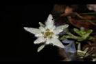 玉山薄雪草-花07.JPG