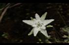 玉山薄雪草31.JPG