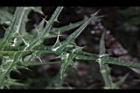 玉山薊102.JPG
