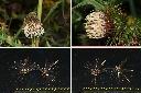 玉山薊-實-種子.jpg