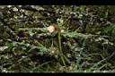 玉山薊-花01.JPG