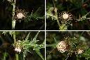 玉山薊-花1.jpg