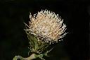 玉山薊-花22.JPG