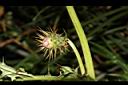 玉山薊-花苞03.JPG