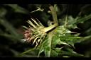玉山薊-花苞片00.JPG