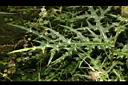 玉山薊-葉06.JPG