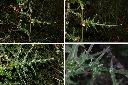 玉山薊-葉1.jpg