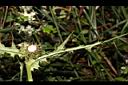 玉山薊-葉背00.JPG