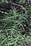 玉山薊02.JPG