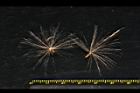 玉山薊-種子04.JPG