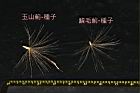 玉山薊-種子07.JPG