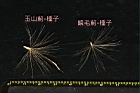 玉山薊-種子09.JPG