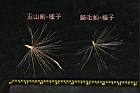 玉山薊-種子10.JPG