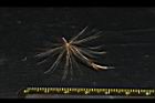 玉山薊-種子15.JPG