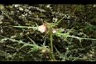 玉山薊-花02.JPG