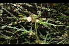 玉山薊-花03.JPG